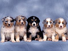 Fluffy Five, Shepherd Puppies